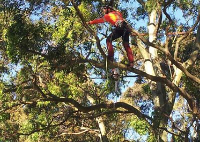 Tree Removals, Summit Services