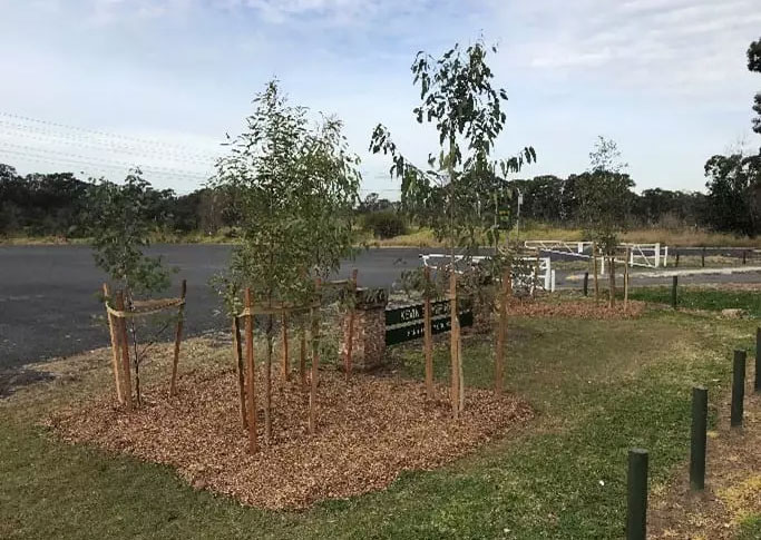 Tree Planting for Penrith City Council