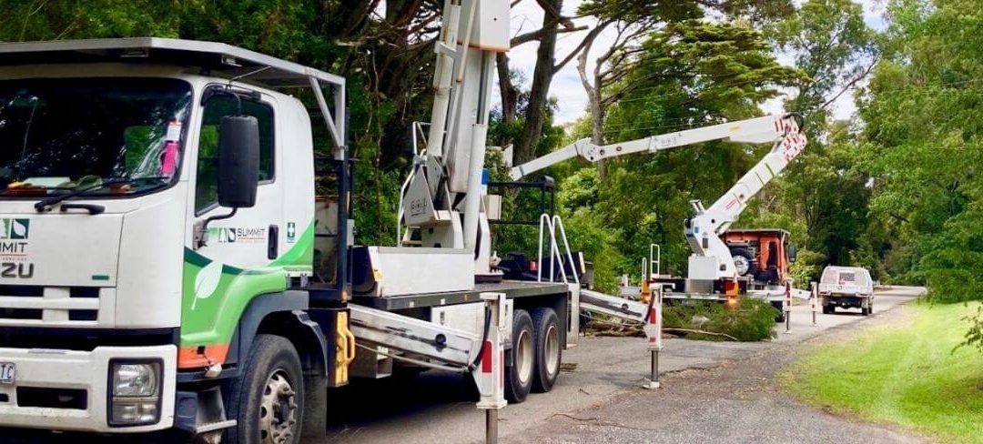 Tree Removals: Safely Removing Trees from Your Property