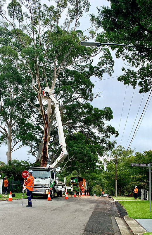 Central Coast Tree Removal Service