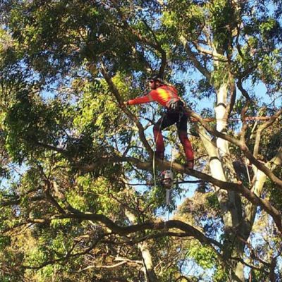 Tree Removals: Safely Removing Trees from Your Property- Summit Services