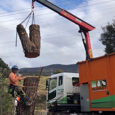 Professional Tree Removal Services-Summit Services