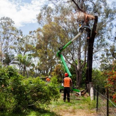 Tree Removals Victoria