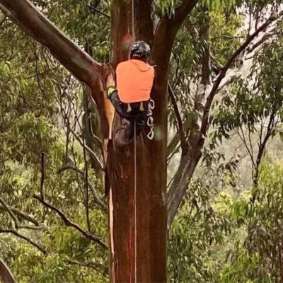 Tree Removals Blue Mountains